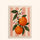 Citrus Blossom Bliss - Vertical Edition