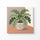 Potted Fern - Square Edition