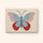 Soft Wings